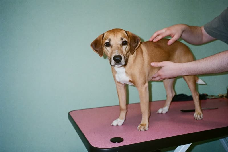 A dog standing calmly on a grooming table while being handled