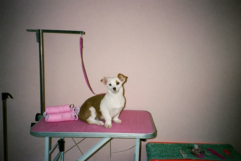 A tidy grooming station with brushes, combs and folded towels