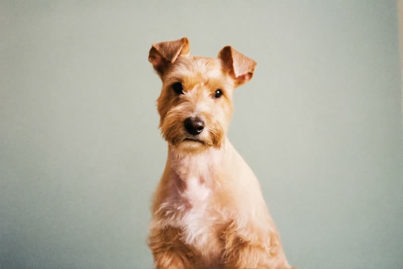 A freshly groomed terrier sitting neat and alert