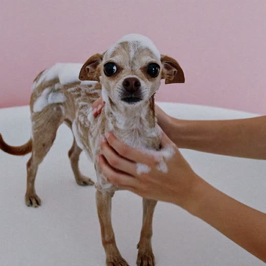 A dog being washed and lathered in a grooming bath