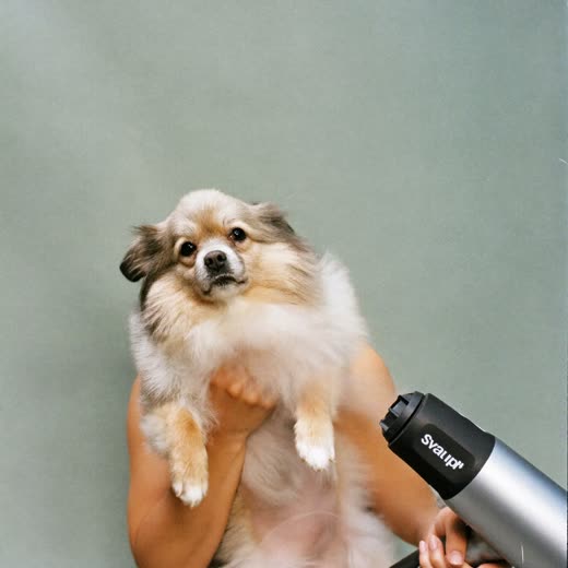 A small dog having its coat blow-dried