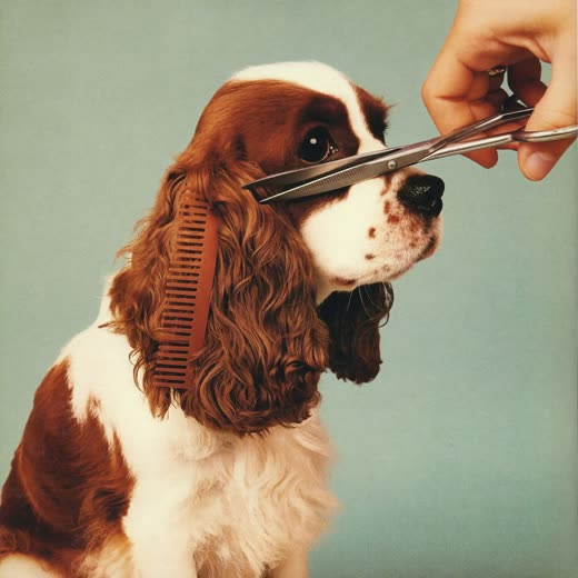 A spaniel having its face and ears scissor-trimmed